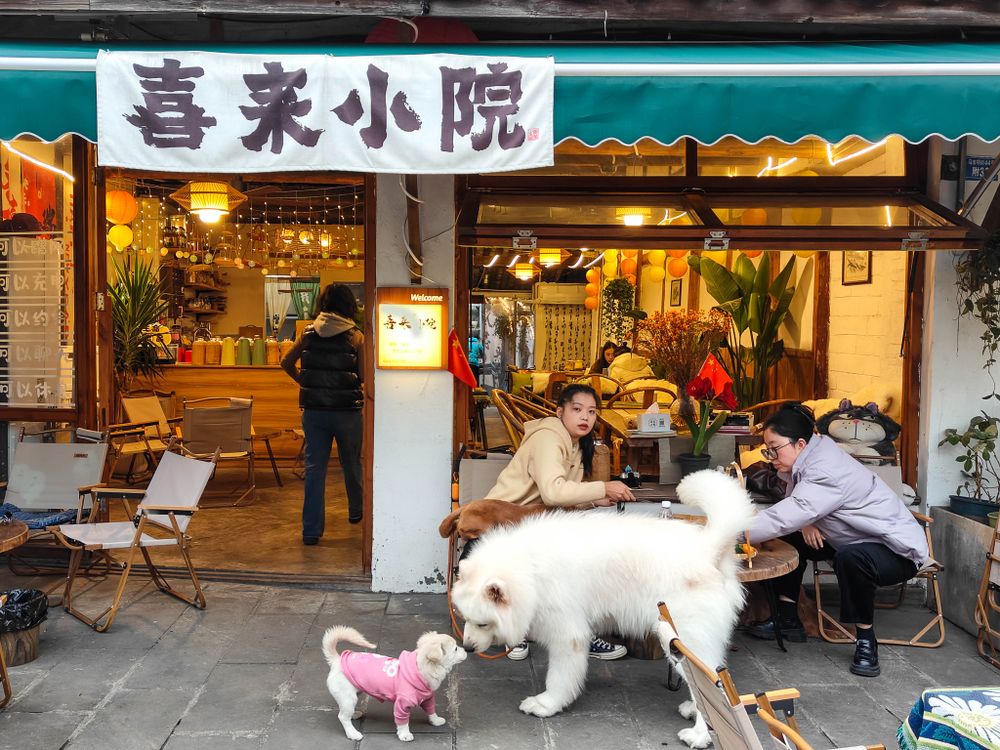 成都街边茶馆实拍，门前的狗与喝茶的人们